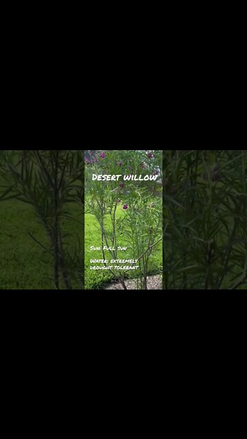 Chilopsis Linearis-Desert Willow