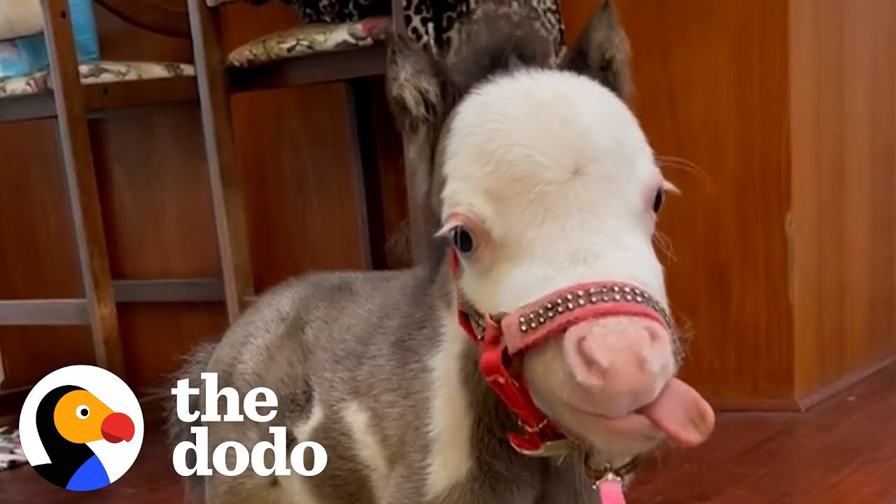 The Smallest Horse In The World Sits At ... The Dinner Table ? | The Dodo Little But Fierce