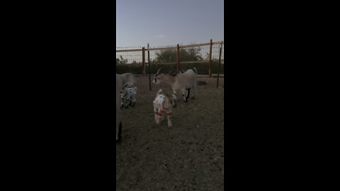 Baby goats in pajamas