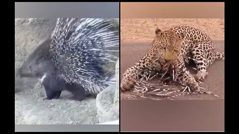 tiger vs porcupine fight