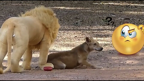 Troll Prank Dog Funny & fake Lion and Fake Tiger Prank To dog & Huge Box Prank to dog