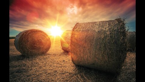Global Hay Shortage