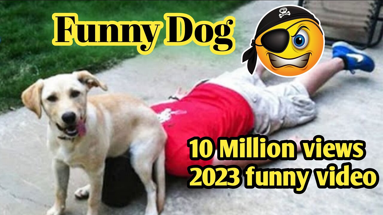 When Your Dogs Doing Funny Things 😳😱😁| Pets Island |