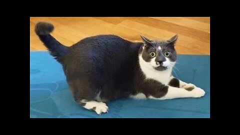 Funny animals - Funny cats dogs - Funny animal videos