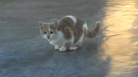 Cat compilation meows underwater original