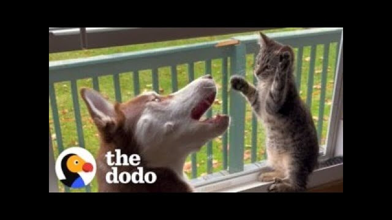 Kitten Grows Up Wrestling With Huskies - The Dodo