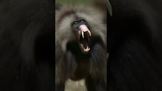 o macaco mais assustador de todos 😱😱😱