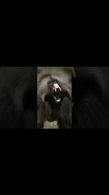 o macaco mais assustador de todos 😱😱😱