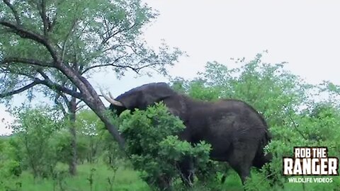 African Elephant Fells Tree - Display of Strength and Power!