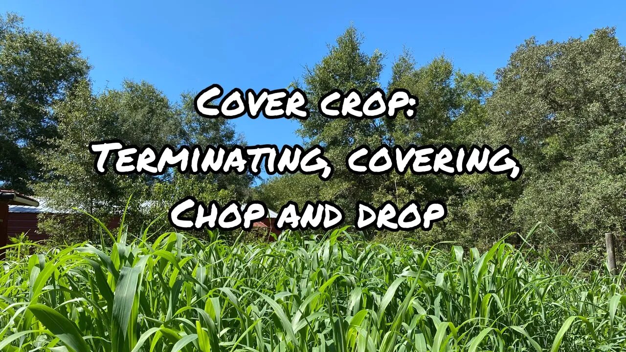 Florida homestead garden cover crop terminating, tarping #covercrops #floridagardening #zone9a