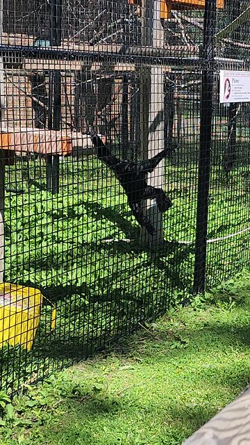 just monkeying around