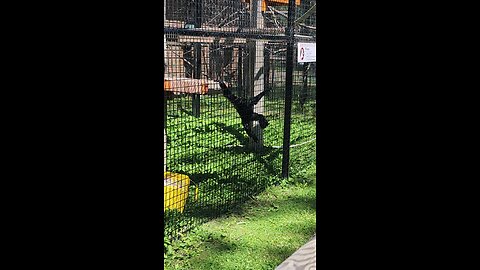 just monkeying around
