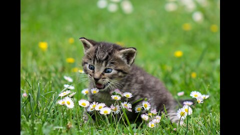 Little Cat with Little Girl - True Friendship