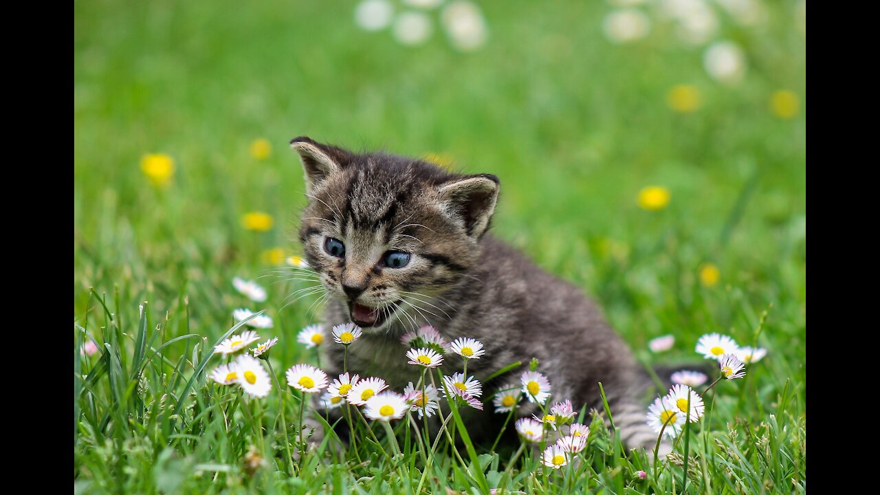 Little Cat with Little Girl - True Friendship