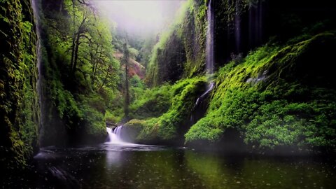 Relaxing Sounds of Rain, Waterfalls, and Birds in a Forest