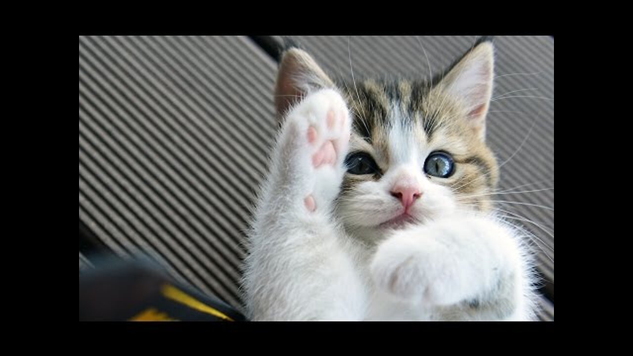 1 Hour of Funniest Cat Videos on the Planet #3 - Best Funny Animal Videos