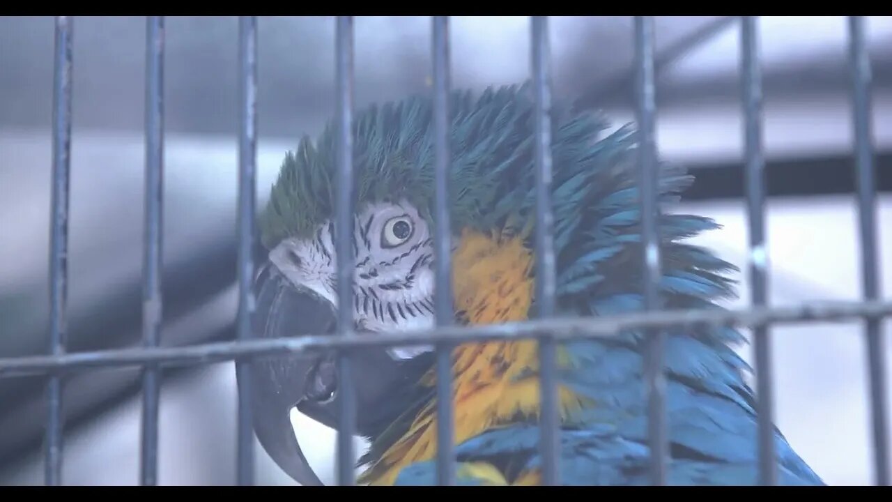 Macaw bird looking at camera from behind cage bars