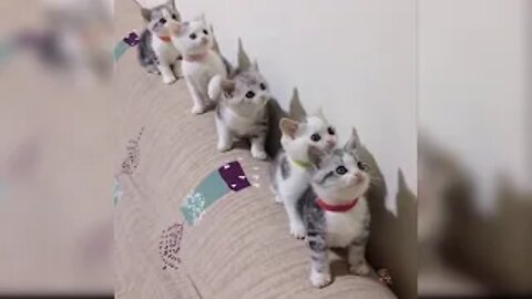 funny cats movement