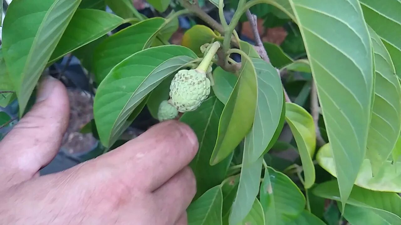 frutíferas produzindo em vaso atemoia biribá goiaba roxa paluma tailandesa gigante e cítricas