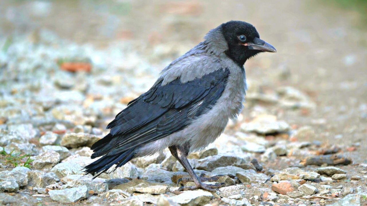 Life is a Rocky Road for a Little Hooded Crow Fledgling