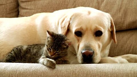 Funniest Cat & Dog Pet Video part 1