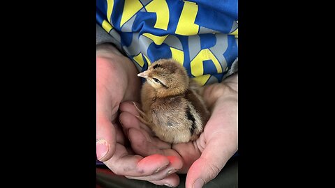 Getting 30 Baby Chicks- Mt. Healthy Hatchery!