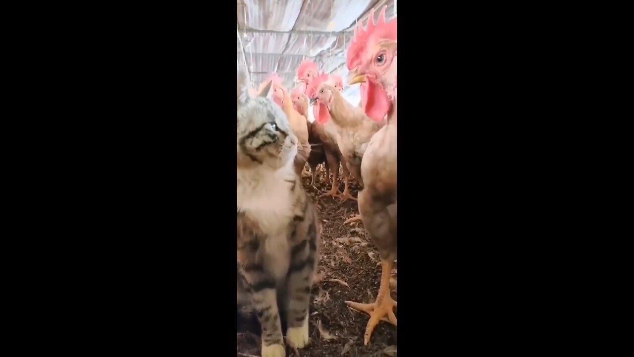 DOGS and CATE cute 🥰 reaction #shorts