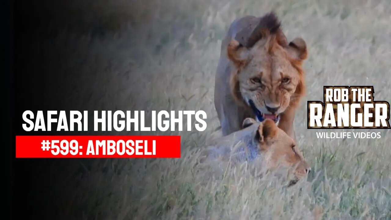 Safari Highlights #599: 08 March 2021 | Amboseli/Zebra Plains | Latest Sightings