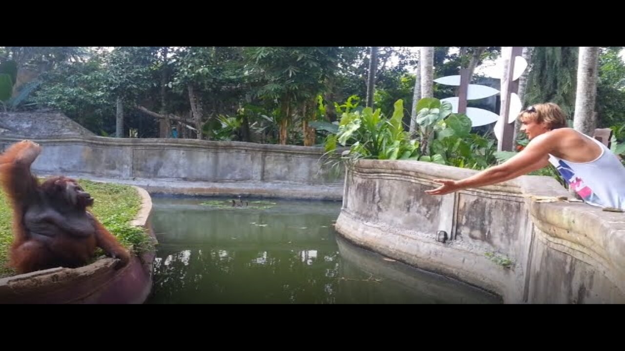 Clever Orangutan Makes a Fair Trade With Human