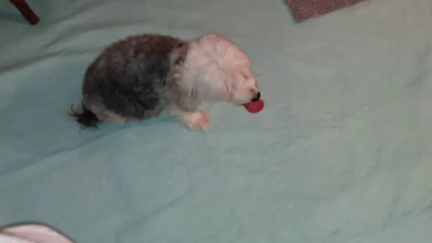 Preparing For Pups! 12/30/20(1)