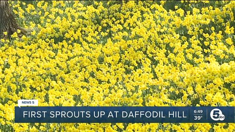 Lake View Cemetery's Daffodil Hill beginning to bloom