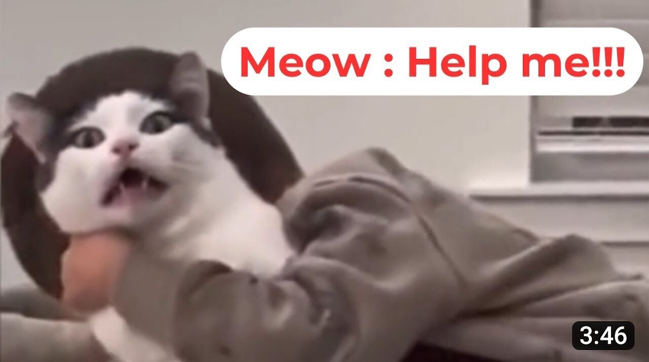 Very Funny animals video - Funny reactions of animals