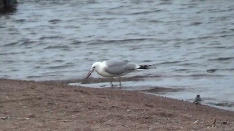 Greedy seagull - ahne lokki ;) 12.7.2022