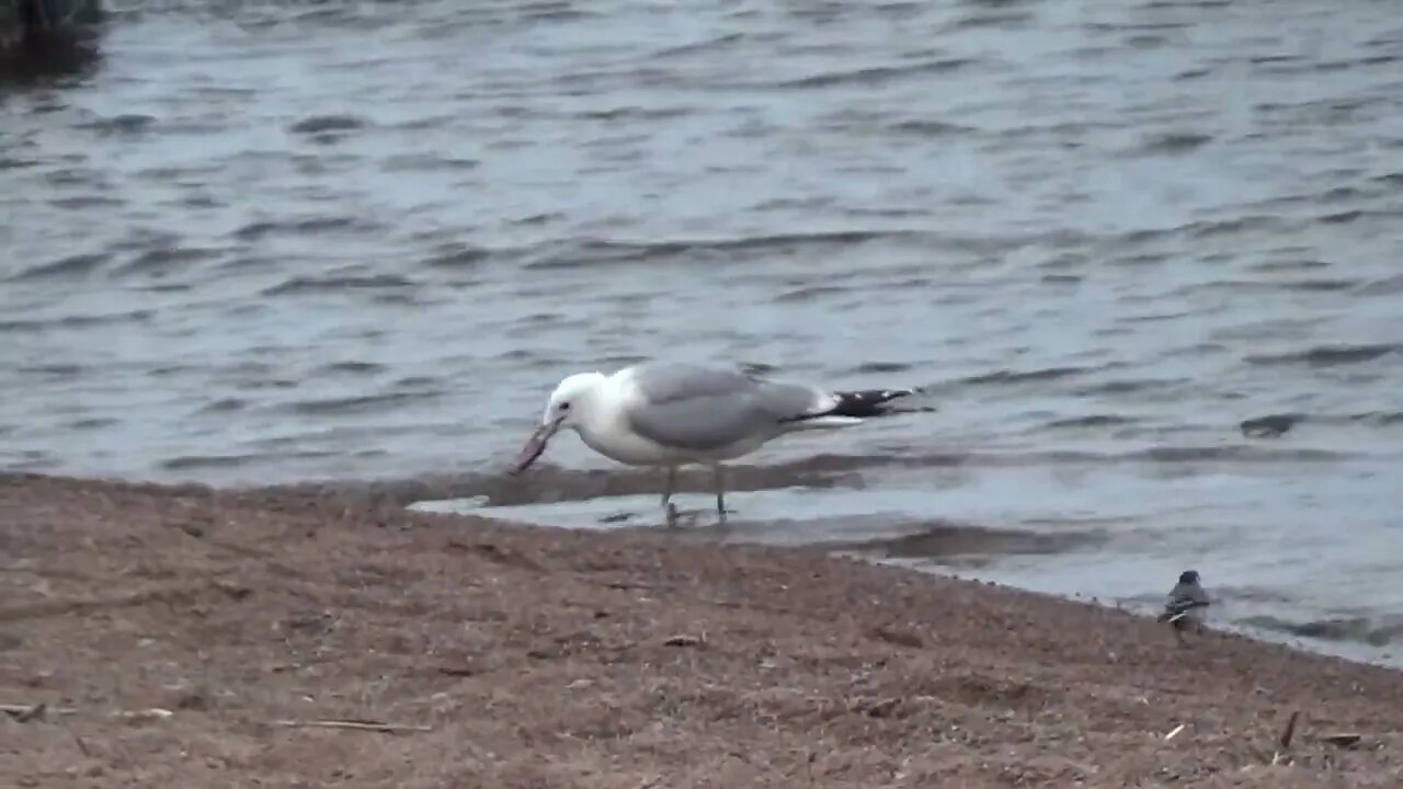 Greedy seagull - ahne lokki ;) 12.7.2022