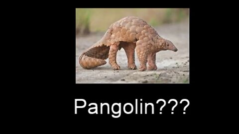 Coronavirus Is From The Pangolin???