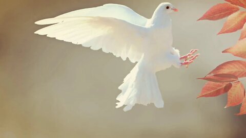 Lebt Tag für Tag eure Weihe!