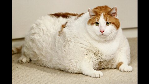 TOP 12 FAT ANIMALS | LOL