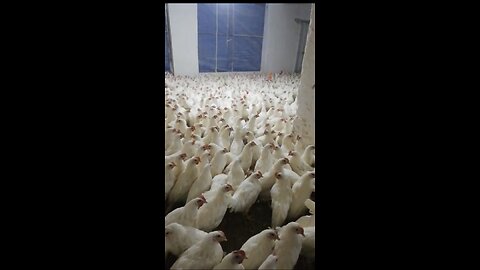 How do chicken farmer make money from eggs