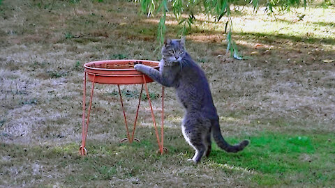 IECV NV #459 - 👀 A Neighbor's Cat Drinking Out Of The Bird Bath 🐈8-14-2017