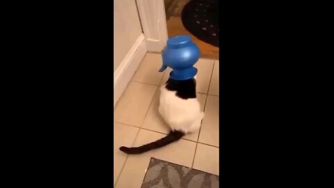 funny cat videos