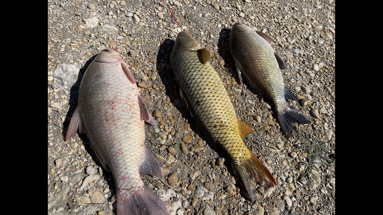 27-inch Smallmouth Buffalo fishing in Texas