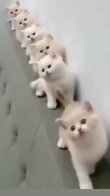Cats dance #dance #cats #animals