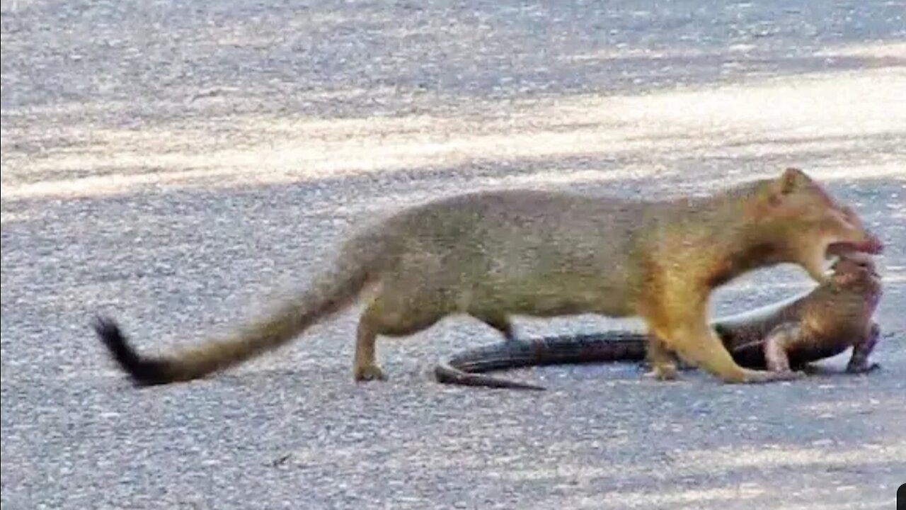 Mongoose Rips Out Lizard's Eyes