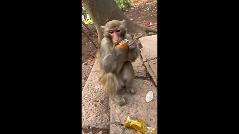 Funny Monkey 😊😊😂😂