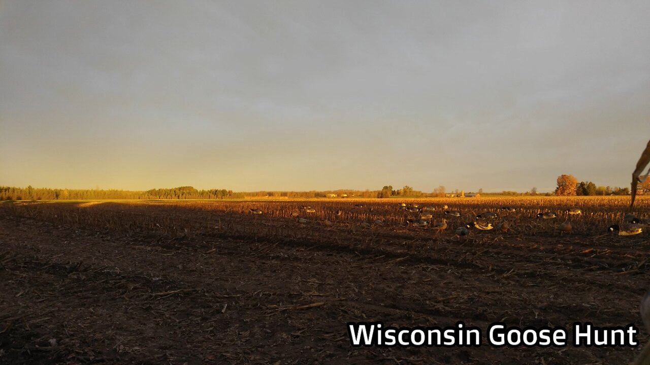 Wisconsin Goose Hunt