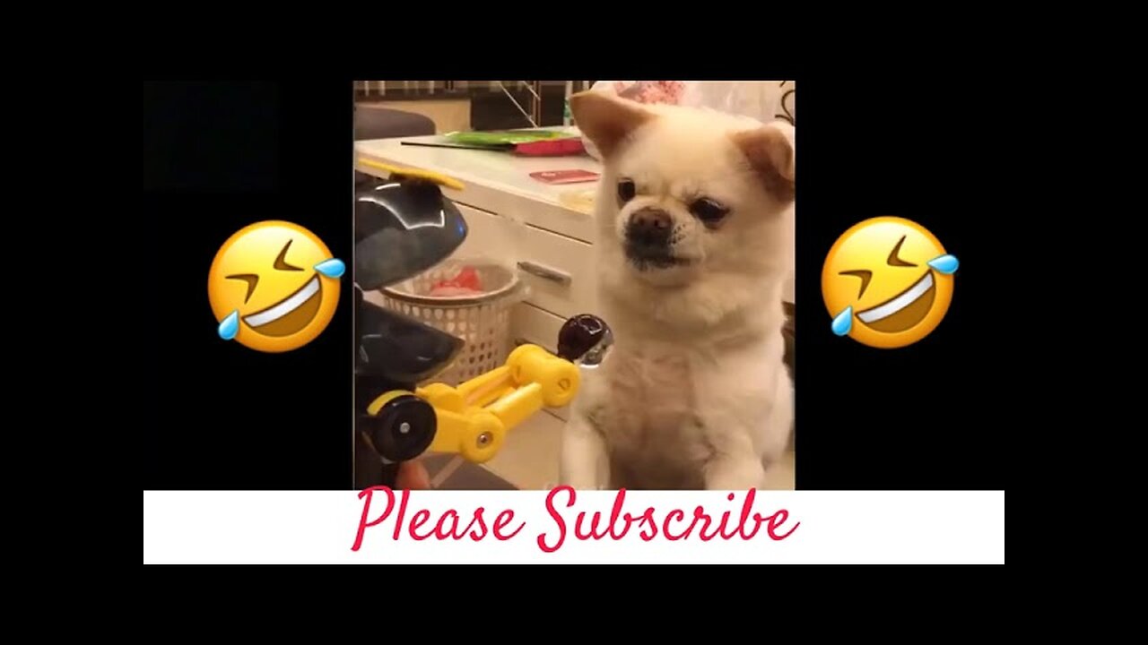 Funny Cats And Dogs..Ending is Shocking!!