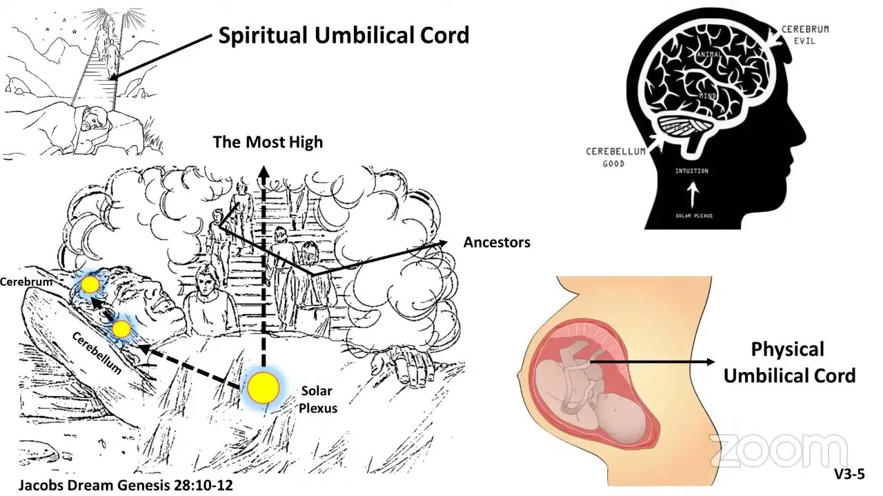 Class 28 | Ep 2: Cerebrum (Cain) & Cerebellum (Abel)