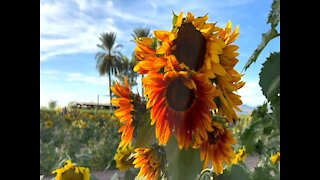 You can play and take pictures in a sunflower field here in Arizona - ABC15 Digital