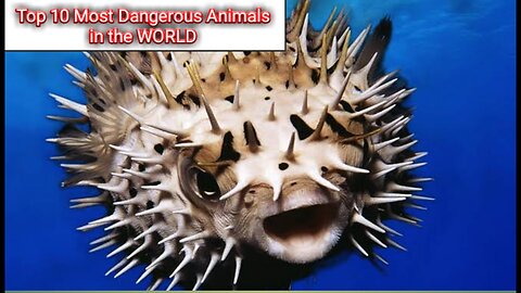 Top 10 Most Dangerous animals in the world