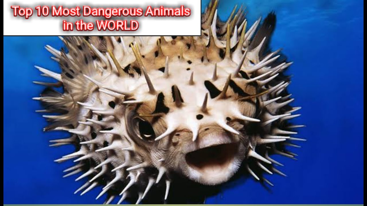 Top 10 Most Dangerous animals in the world